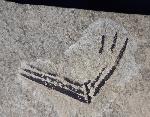 Zamites feneonis BRONGNIART - Bild &copy; FossNet FossilienStore